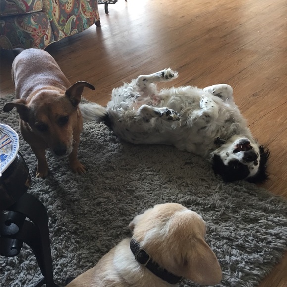 Meet your Posher, Wendy - Picture 2 of 2